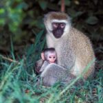 primate and wildlife