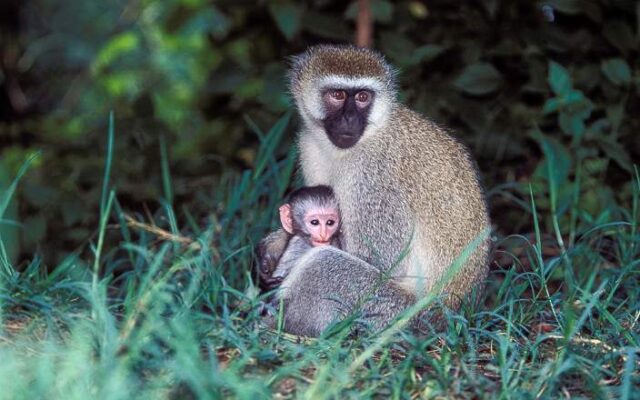 primate and wildlife