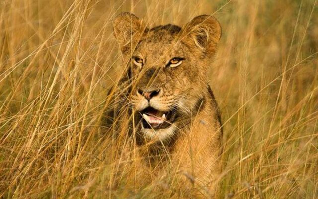 safari in Uganda