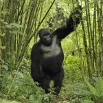 Gorilla safaris