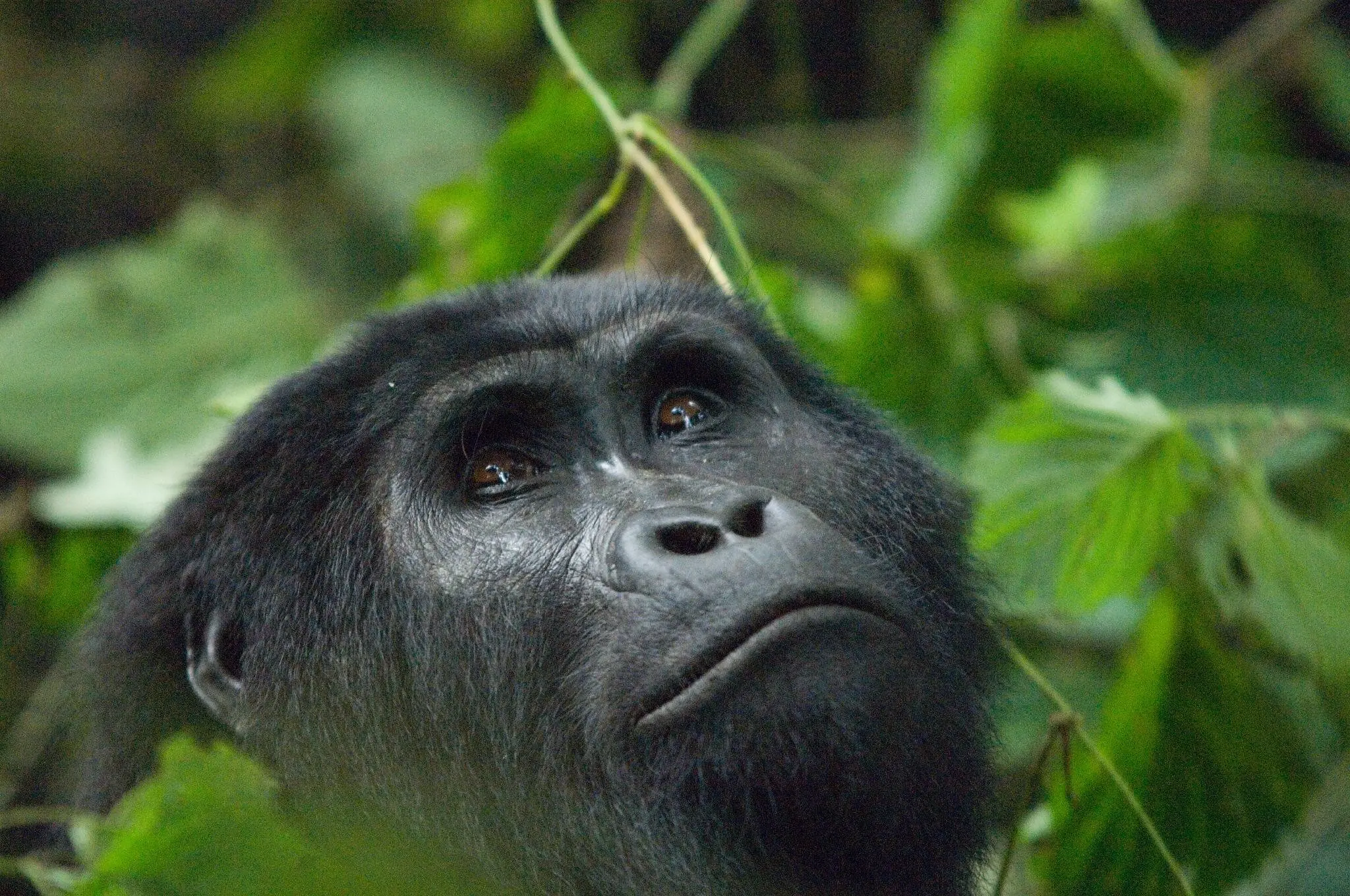 Gorilla trekking in Uganda