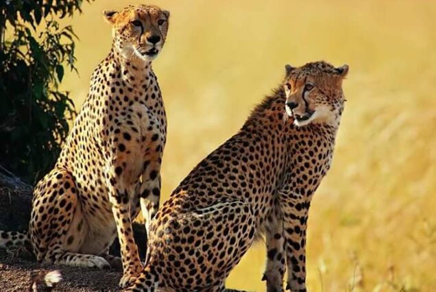 5 day Kidepo valley national park safari