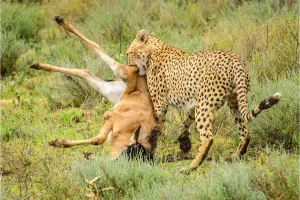 3 day Serengeti fly in safari