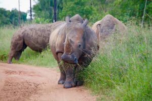 3-Day Mind Refreshing Safari in Murchison Falls National Park