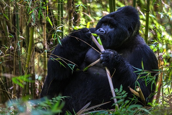 gorilla trekking