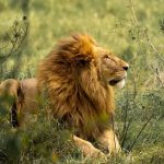 Top 21 African safari animals