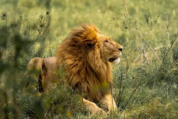 Top 21 African safari animals