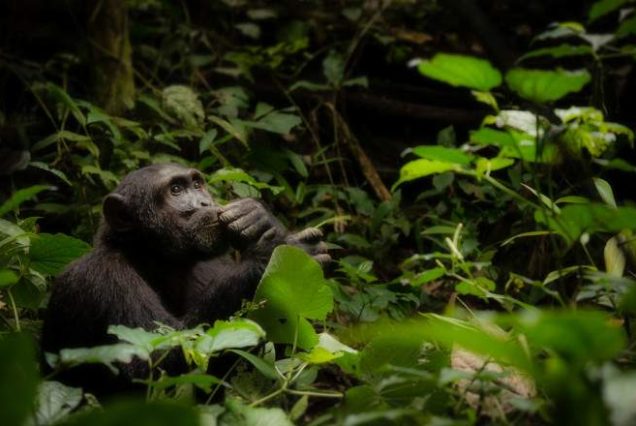 3-day chimpanzee trekking in Kibale Forest