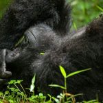 3-Day Gorilla Trekking Uganda Safari