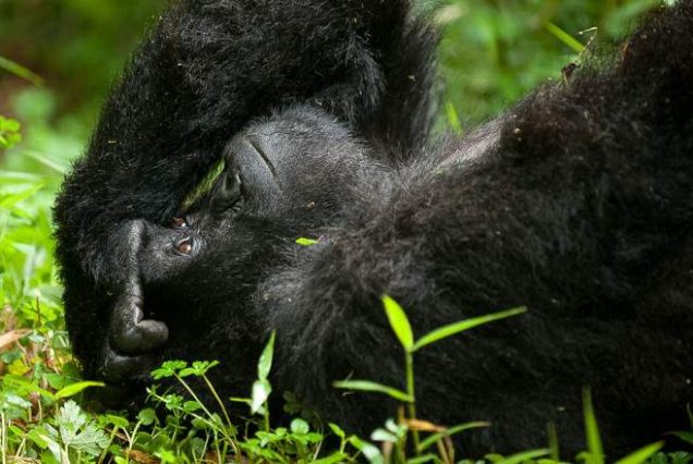 1-Day Volcanoes National Park Tour