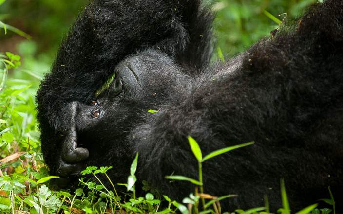 3-Day Gorilla Trekking Uganda Safari