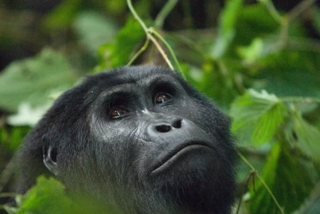 4 day gorilla trekking and bunyonyi