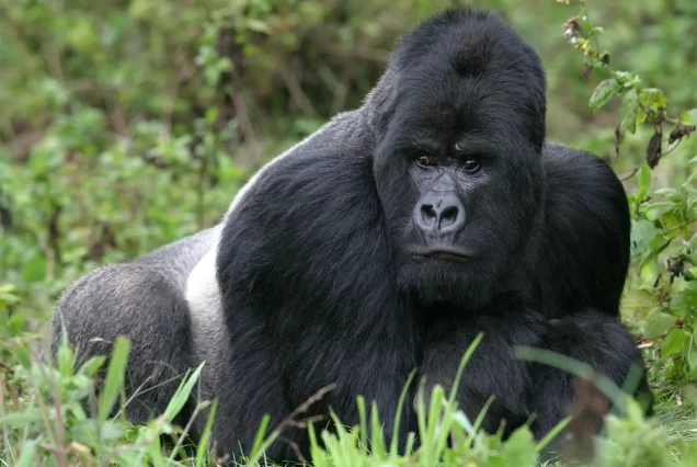 15 day gorilla big five