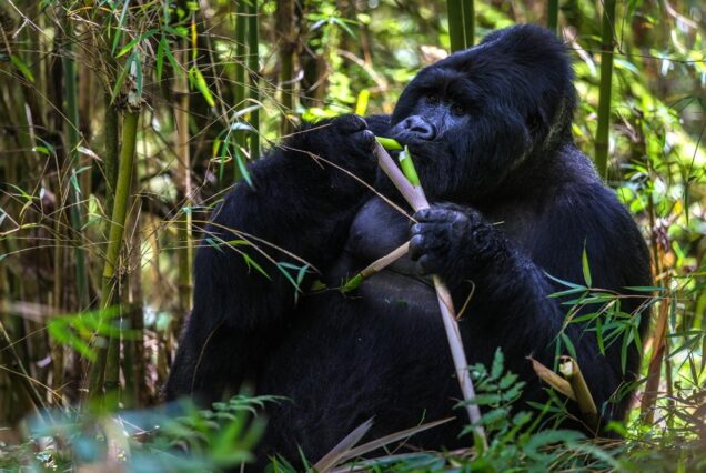 5 day gorilla and chimpanzee tracking