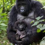 best places to see gorillas