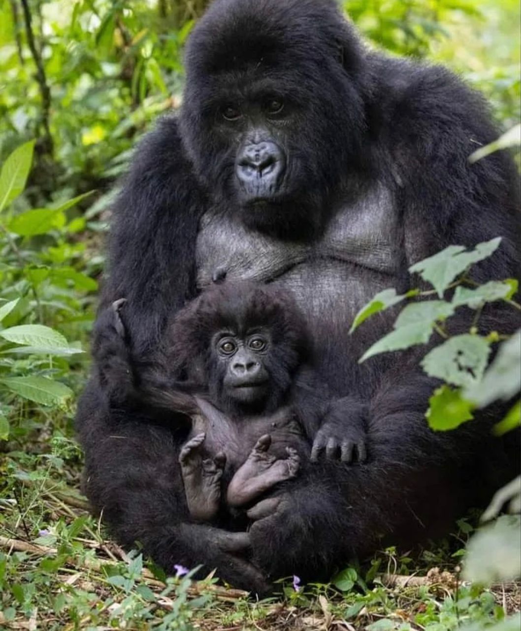 best places to see gorillas