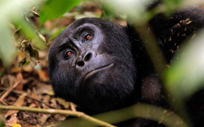 best Places to see gorillas