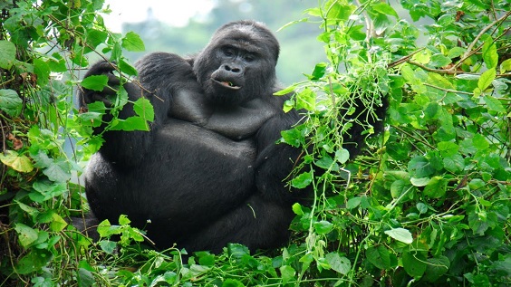 best places to see gorillas