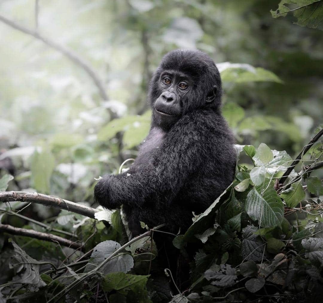 The Best Africa Safaris in December: Top Destinations, Wildlife