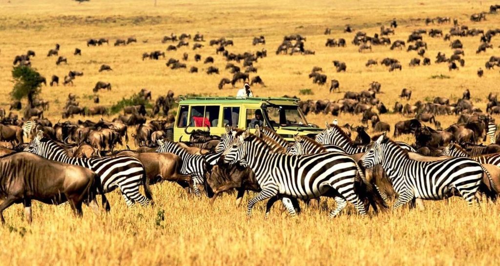 Masai mara safari