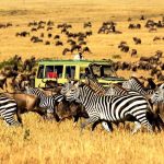 Masai mara safari