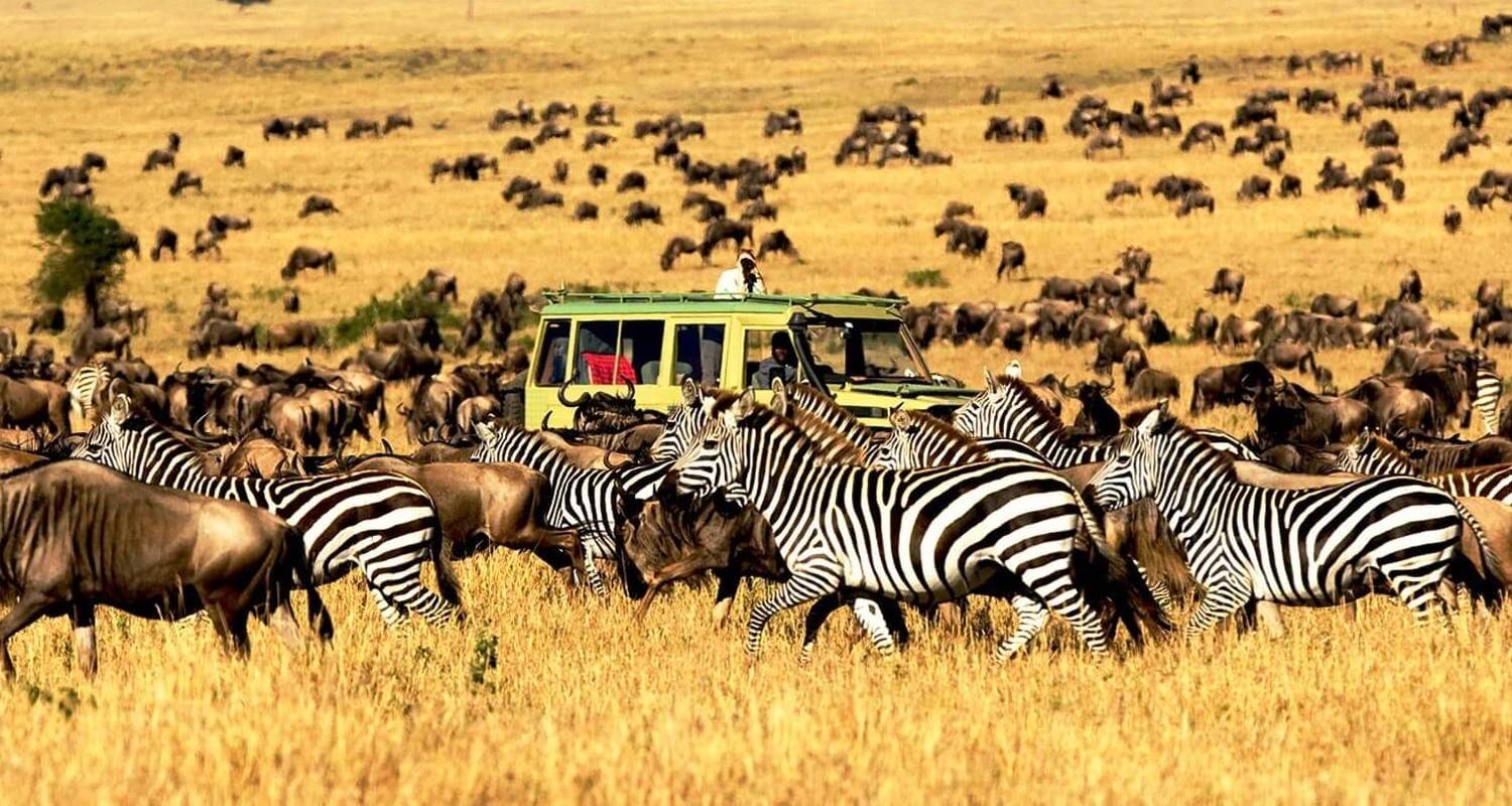 Discover how to book An African safari