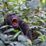 Gorilla trekking Uganda.