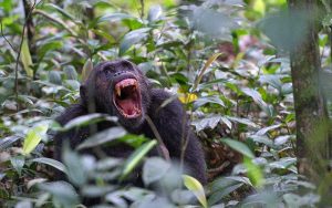  3 day chimpanzee trekking Kibale forest national park