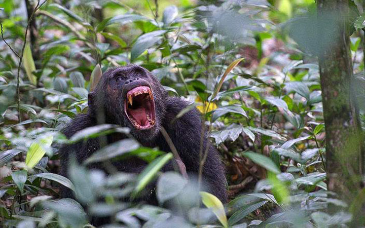 Gorilla trekking Uganda.