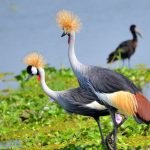 15 best bird watching sports in Uganda