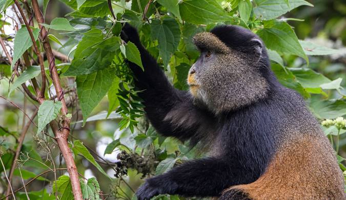 Mgahinga national park