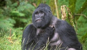 2 days gorilla trekking safari