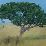 Kidepo Valley National Park: Uganda