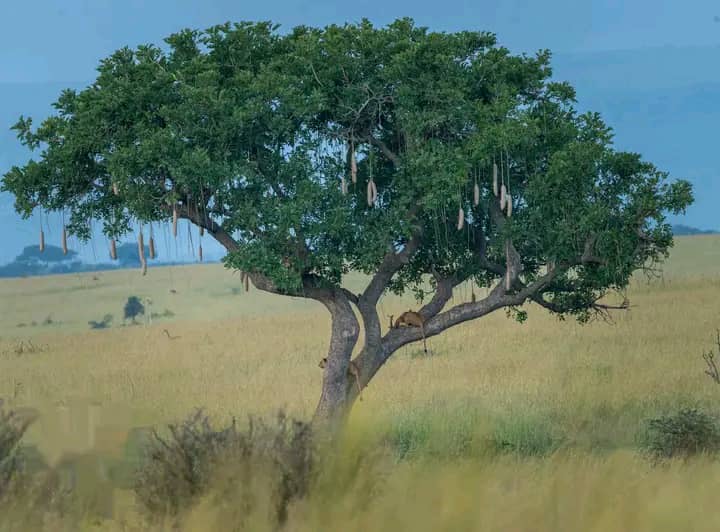 Kidepo Valley National Park: Uganda