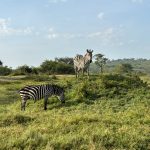 Lake Mburo national park