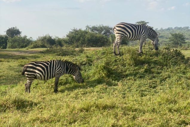 3 Days Lake Mburo National Park