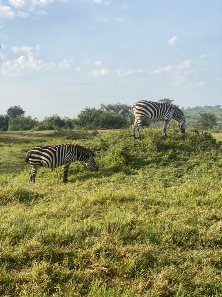 Lake mburo national park