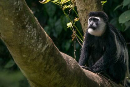 Kibale National Park: A Complete Guide to Uganda’s Primate