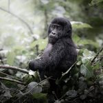 10-Day Uganda Gorilla Trekking