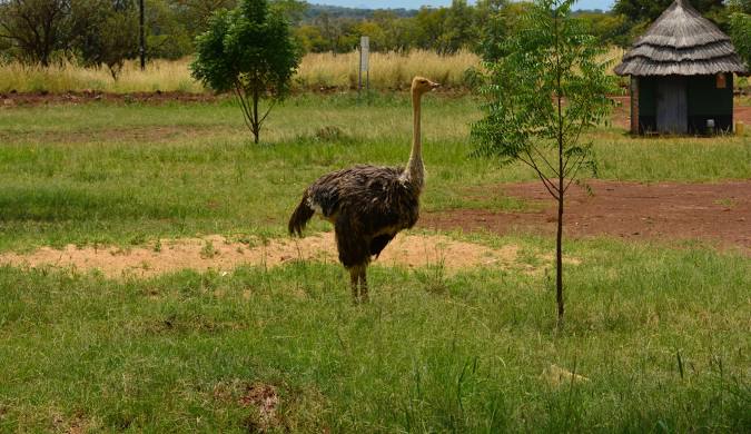 Pian Upe Wildlife Game Reserve