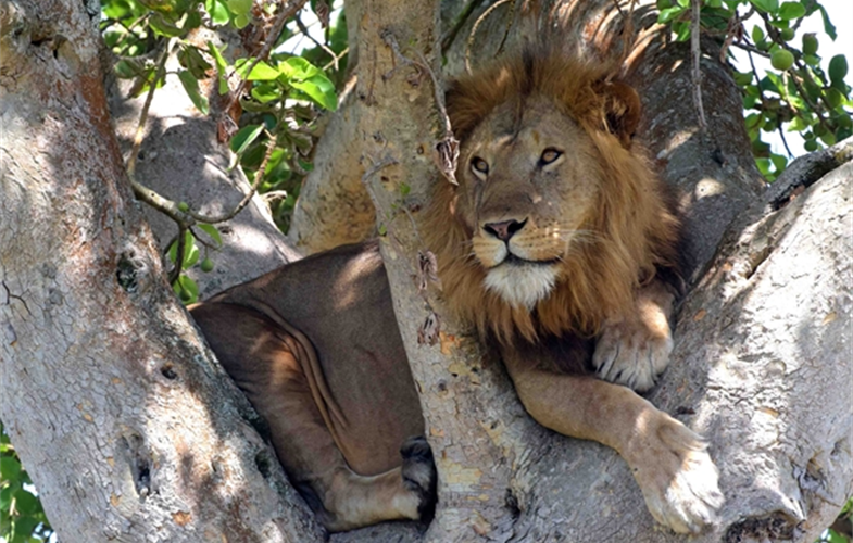 The Ultimate Big Five Safaris in Uganda