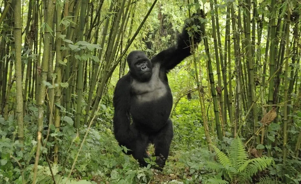 Affordable Gorilla Trekking in Uganda – Budget-Friendly Adventure