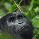 Gorilla Trekking in Volcanoes National Park – The Ultimate Guide