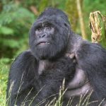 8-Day Rwanda Highlights Safari – Gorilla Trekking