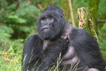 Best Gorilla Safari in Uganda -Ultimate Gorilla Trekking.