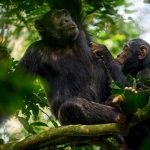 Top Tour Operators in Uganda – The Best Safari Companies