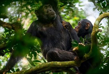 Top Tour Operators in Uganda – The Best Safari Companies