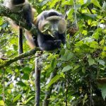 Uganda Wildlife Safari Tours – The Ultimate Guide