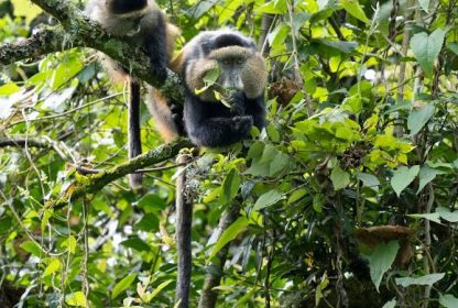 Uganda Wildlife Safari Tours – The Ultimate Guide