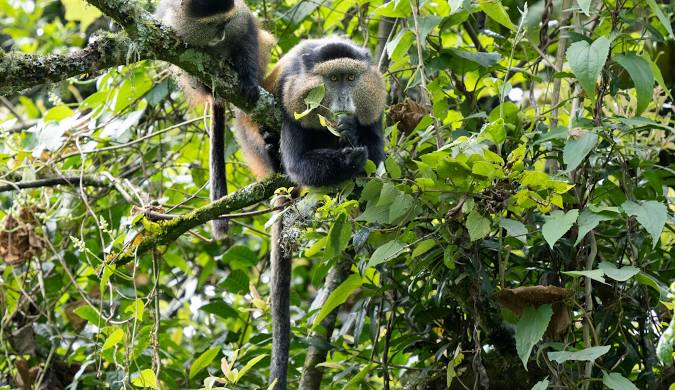 Uganda Wildlife Safari Tours – The Ultimate Guide